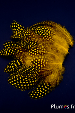 Pintade de Numidie - 3-6 cm - jaune